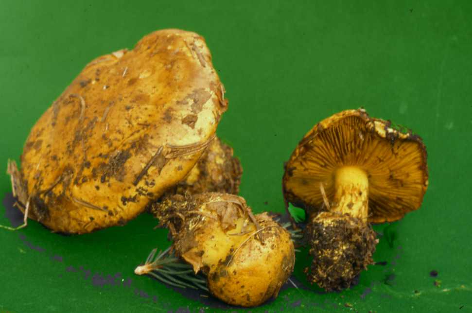 Cortinarius splendens v. C. meinhardii